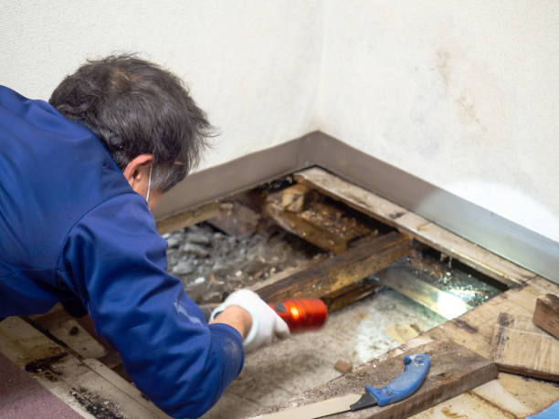 Crawl Space Mold Removal in Blossburg, PA