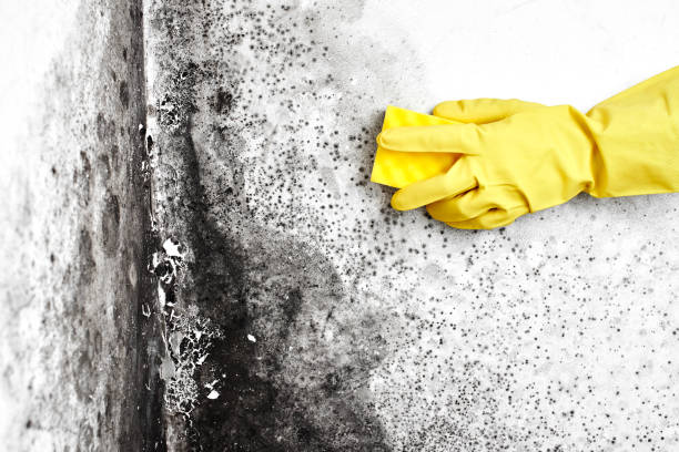 Best Mold Testing  in Blossburg, PA