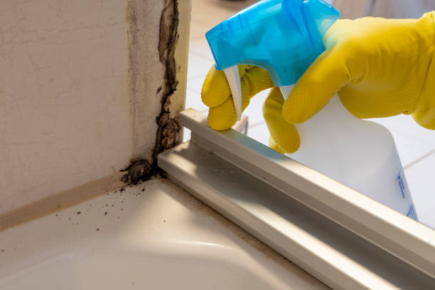 Best Local Mold Removal Service  in Blossburg, PA