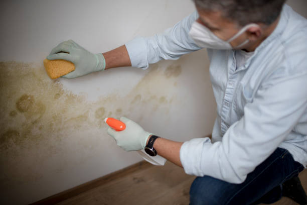 Best Black Mold Removal  in Blossburg, PA