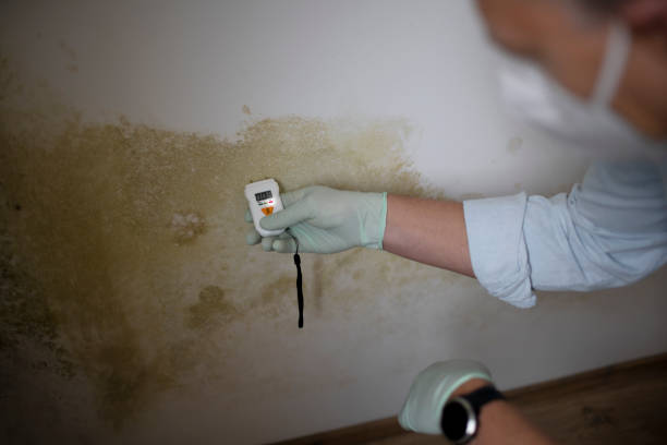 Best Home Mold Removal  in Blossburg, PA