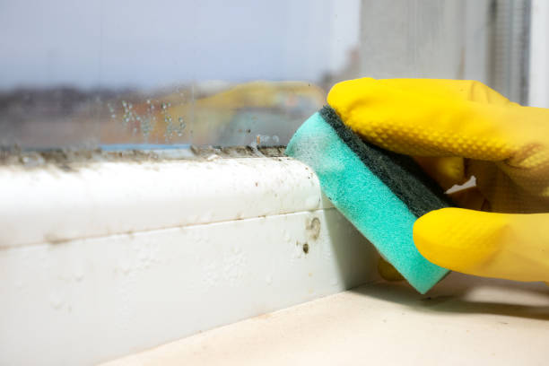 Best Office Mold Removal Services  in Blossburg, PA