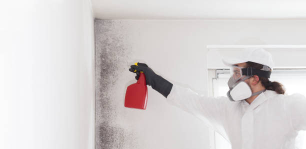 Best Emergency Mold Removal  in Blossburg, PA
