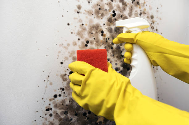 Best Same-Day Mold Removal  in Blossburg, PA