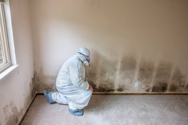 Best Mold Remediation  in Blossburg, PA