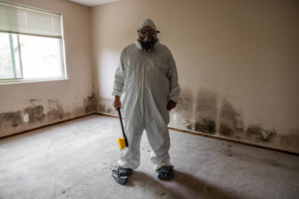Best Mold Removal Company Near Me  in Blossburg, PA