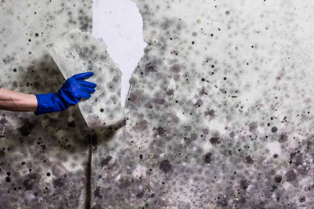 Best Mold Damage Repair  in Blossburg, PA